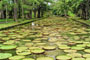 Sir Seewoosagur Pamplemousses Garden, Mauritius - 08