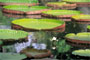 Sir Seewoosagur Pamplemousses Garden, Mauritius - 12