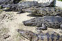 Vanille Crocodile Park, Mauritius - 01